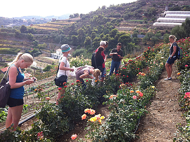 Schnittblumenzucht, Italienisch Sprachschule San Remo