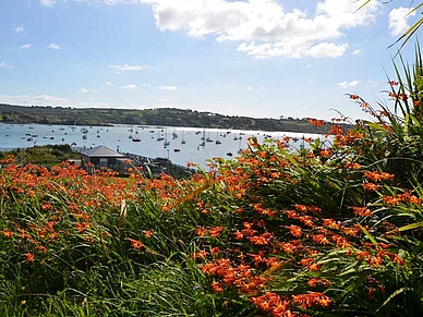 Flora und Hafen von Schull, Englisch Sprachreisen für Führungskräfte