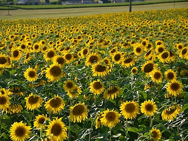 Die Region um Royan ist bekannt für seine üppigen Sonnenblumenfelder