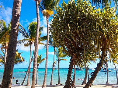 Palmen am Strand von Sainte Anne, Französisch Sprachreisen für Erwachsene