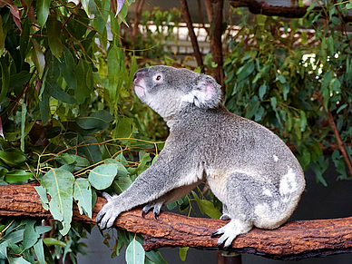 Englisch Sprachreisen nach Australien für Erwachsene 