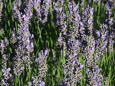 Lavendel in Frankreich,  Französisch Sprachreisen für Erwachsene