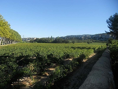 Blick über die Weinberge, Französisch Business Sprachreisen 