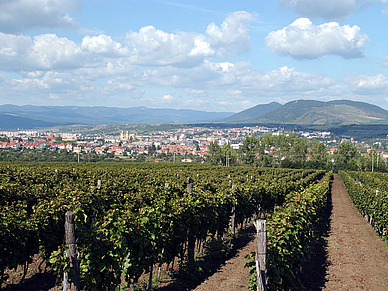 Weinberge, Ungarisch Sprachreisen für Erwachsene